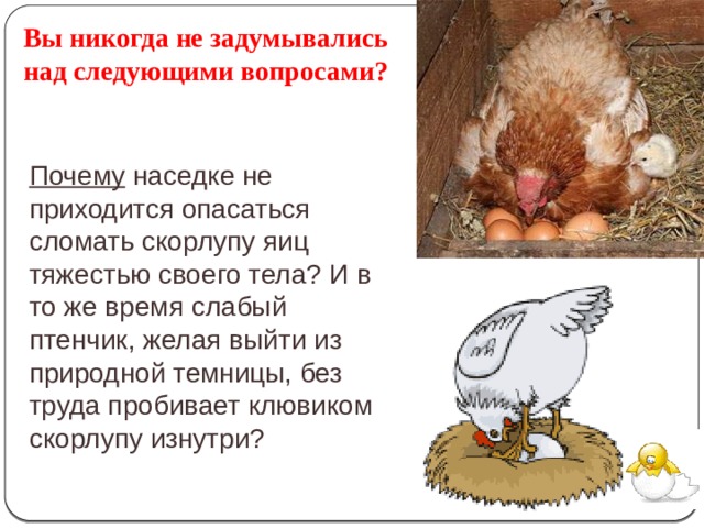 Вы никогда не задумывались над следующими вопросами? Почему наседке не приходится опасаться сломать скорлупу яиц тяжестью своего тела? И в то же время слабый птенчик, желая выйти из природной темницы, без труда пробивает клювиком скорлупу изнутри? 