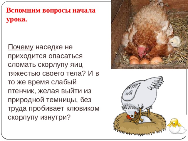 Вспомним вопросы начала урока. Почему наседке не приходится опасаться сломать скорлупу яиц тяжестью своего тела? И в то же время слабый птенчик, желая выйти из природной темницы, без труда пробивает клювиком скорлупу изнутри? 