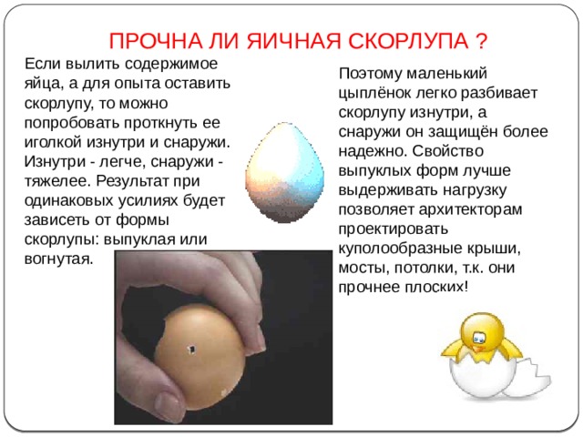 ПРОЧНА ЛИ ЯИЧНАЯ СКОРЛУПА ? Если вылить содержимое яйца, а для опыта оставить скорлупу, то можно попробовать проткнуть ее иголкой изнутри и снаружи. Изнутри - легче, снаружи - тяжелее. Результат при одинаковых усилиях будет зависеть от формы скорлупы: выпуклая или вогнутая.  Поэтому маленький цыплёнок легко разбивает скорлупу изнутри, а снаружи он защищён более надежно. Свойство выпуклых форм лучше выдерживать нагрузку позволяет архитекторам проектировать куполообразные крыши, мосты, потолки, т.к. они прочнее плоских! 