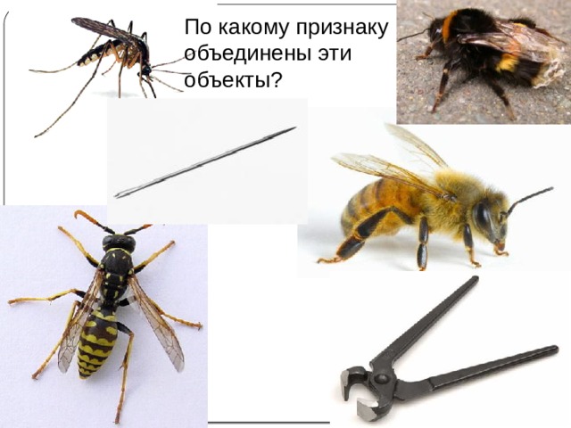 По какому признаку объединены эти объекты? 