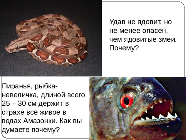 Удав не ядовит, но не менее опасен, чем ядовитые змеи. Почему? Пиранья, рыбка-невеличка, длиной всего 25 – 30 см держит в страхе всё живое в водах Амазонки. Как вы думаете почему? 