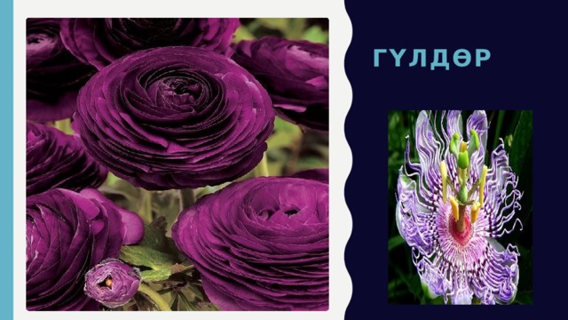укмуш  гүлдөр 