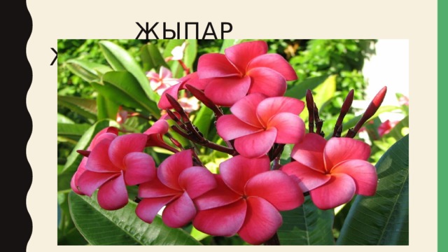  Жыпар жыттуулар 