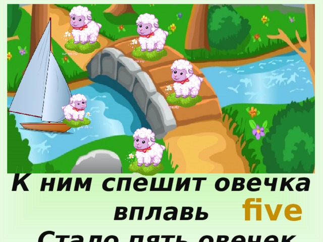 К ним спешит овечка вплавь  Стало пять овечек, five 