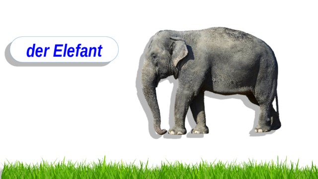 der Elefant 