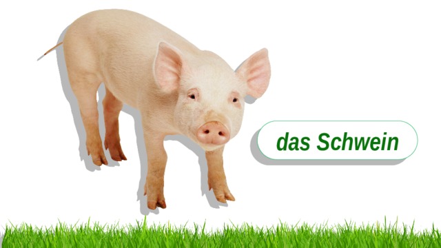 das Schwein 