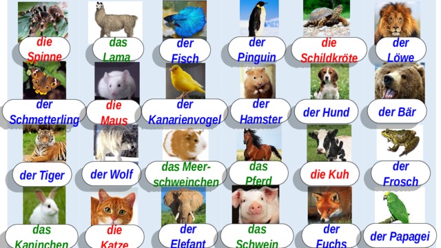 der Pinguin die Spinne der Löwe das Lama die Schildkröte der Fisch der Hamster der Bär der Kanarienvogel der Hund der Schmetterling die Maus das Pferd der Frosch das Meer-schweinchen die Kuh der Wolf der Tiger der Papagei der Fuchs der Elefant das Schwein das Kaninchen die Katze 