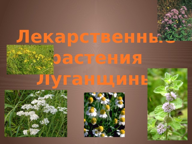 Лекарственные растения Луганщины 