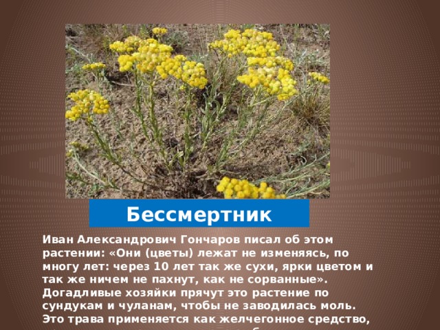 Бессмертник Иван Александрович Гончаров писал об этом растении: «Они (цветы) лежат не изменяясь, по многу лет: через 10 лет так же сухи, ярки цветом и так же ничем не пахнут, как не сорванные». Догадливые хозяйки прячут это растение по сундукам и чуланам, чтобы не заводилась моль. Это трава применяется как желчегонное средство, применяется при гепатитах, при болезни печени. 