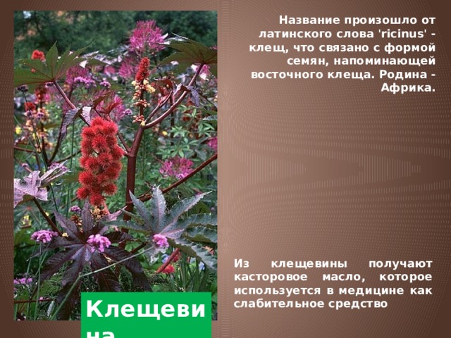 Название произошло от латинского слова 'ricinus' - клещ, что связано с формой семян, напоминающей восточного клеща. Родина - Африка. Из клещевины получают касторовое масло, которое используется в медицине как слабительное средство Клещевина 