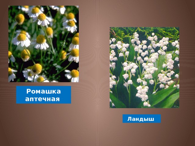 Ромашка аптечная Ландыш 