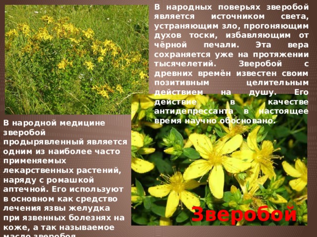 В народных поверьях зверобой является источником света, устраняющим зло, прогоняющим духов тоски, избавляющим от чёрной печали. Эта вера сохраняется уже на протяжении тысячелетий. Зверобой с древних времён известен своим позитивным целительным действием на душу. Его действие в качестве антидепрессанта в настоящее время научно обосновано.  В народной медицине зверобой продырявленный является одним из наиболее часто применяемых лекарственных растений, наряду с ромашкой аптечной. Его используют в основном как средство лечения язвы желудка при язвенных болезнях на коже, а так называемое масло зверобоя применяется, и при стоматитах и т.д.   Зверобой 