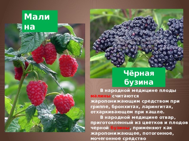 Малина Чёрная бузина  В народной медицине плоды малины считаются жаропонижающим средством при гриппе, бронхитах, ларингитах, отхаркивающем при кашле.  В народной медицине отвар, приготовленный из цветков и плодов черной бузины , применяют как жаропонижающее, потогонное, мочегонное средство 