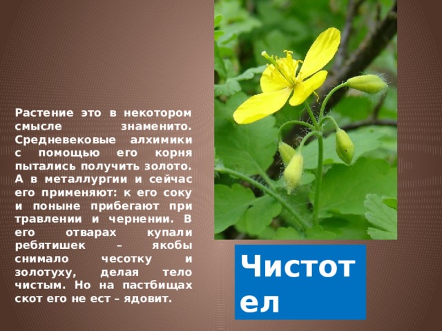 Растение это в некотором смысле знаменито. Средневековые алхимики с помощью его корня пытались получить золото. А в металлургии и сейчас его применяют: к его соку и поныне прибегают при травлении и чернении. В его отварах купали ребятишек – якобы снимало чесотку и золотуху, делая тело чистым. Но на пастбищах скот его не ест – ядовит. Чистотел 