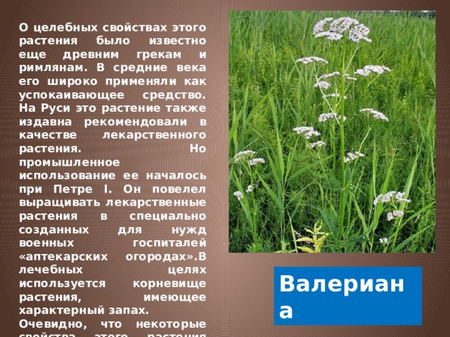 О целебных свойствах этого растения было известно еще древним грекам и римлянам. В средние века его широко применяли как успокаивающее средство. На Руси это растение также издавна рекомендовали в качестве лекарственного растения. Но промышленное использование ее началось при Петре I. Он повелел выращивать лекарственные растения в специально созданных для нужд военных госпиталей «аптекарских огородах».В лечебных целях используется корневище растения, имеющее характерный запах. Очевидно, что некоторые свойства этого растения способствовали возникновению народных названий: кошачья трава, кошачий корень, ладаница, земляной ладан.  Валериана 