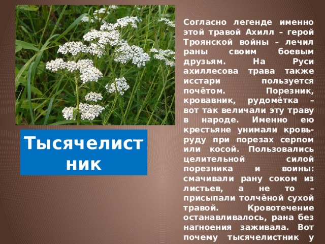 Согласно легенде именно этой травой Ахилл – герой Троянской войны – лечил раны своим боевым друзьям. На Руси ахиллесова трава также исстари пользуется почётом. Порезник, кровавник, рудомётка – вот так величали эту траву в народе. Именно ею крестьяне унимали кровь-руду при порезах серпом или косой. Пользовались целительной силой порезника и воины: смачивали рану соком из листьев, а не то – присыпали толчёной сухой травой. Кровотечение останавливалось, рана без нагноения заживала. Вот почему тысячелистник у нас слыл как «солдатская трава».  Тысячелистник 