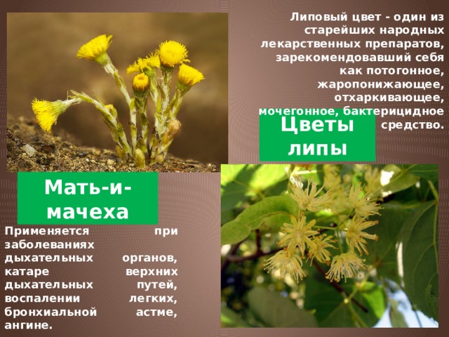 Липовый цвет - один из старейших народных лекарственных препаратов, зарекомендовавший себя как потогонное, жаропонижающее, отхаркивающее, мочегонное, бактерицидное средство. Цветы липы Мать-и-мачеха Применяется при заболеваниях дыхательных органов, катаре верхних дыхательных путей, воспалении легких, бронхиальной астме, ангине.  
