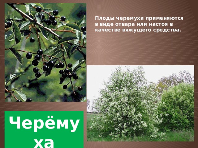 Плоды черемухи применяются в виде отвара или настоя в качестве вяжущего средства. Черёмуха 
