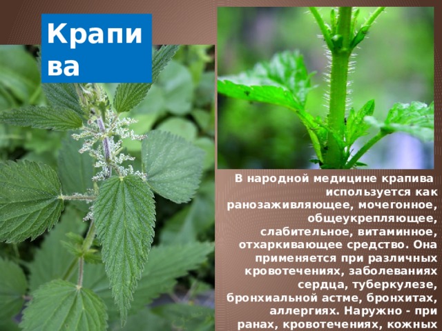 Крапива В народной медицине крапива используется как ранозаживляющее, мочегонное, общеукрепляющее, слабительное, витаминное, отхаркивающее средство. Она применяется при различных кровотечениях, заболеваниях сердца, туберкулезе, бронхиальной астме, бронхитах, аллергиях. Наружно - при ранах, кровотечениях, кожных заболеваниях, для укрепления волос. 