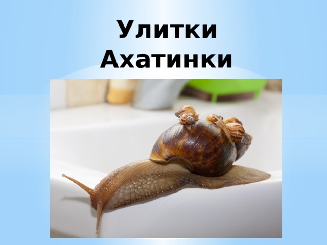 Улитки  Ахатинки   