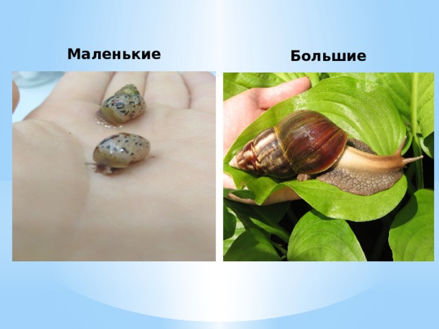 Маленькие Большие 