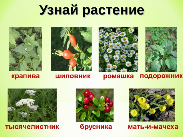 Узнай растение 