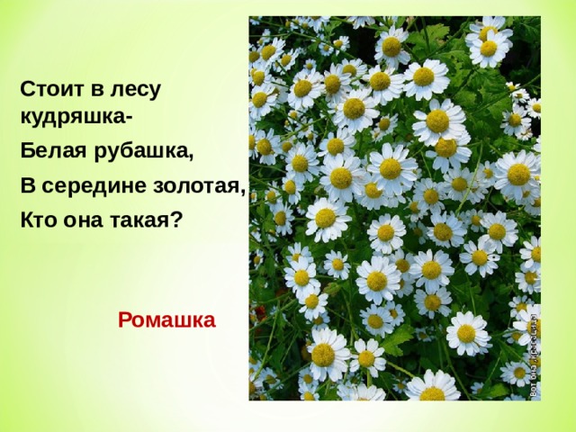 Стоит в лесу кудряшка- Белая рубашка, В середине золотая, Кто она такая? Ромашка 