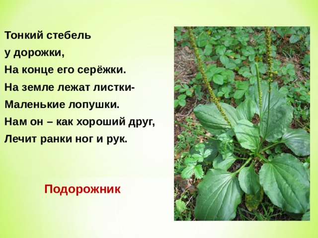 Тонкий стебель у дорожки, На конце его серёжки. На земле лежат листки- Маленькие лопушки. Нам он – как хороший друг, Лечит ранки ног и рук. Подорожник 