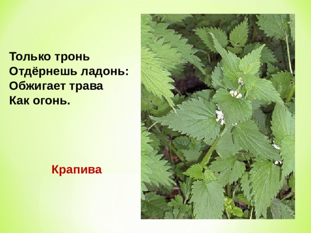 Только тронь  Отдёрнешь ладонь:  Обжигает трава  Как огонь.   Крапива  