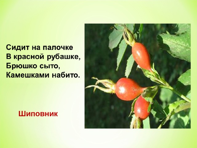 Шиповник 