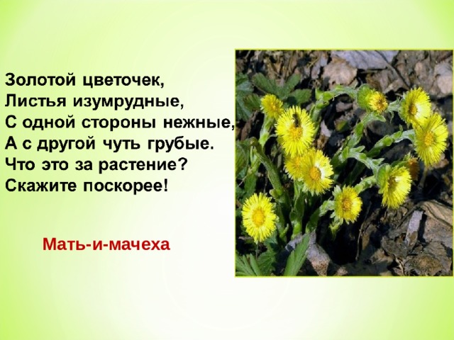 Мать-и-мачеха 