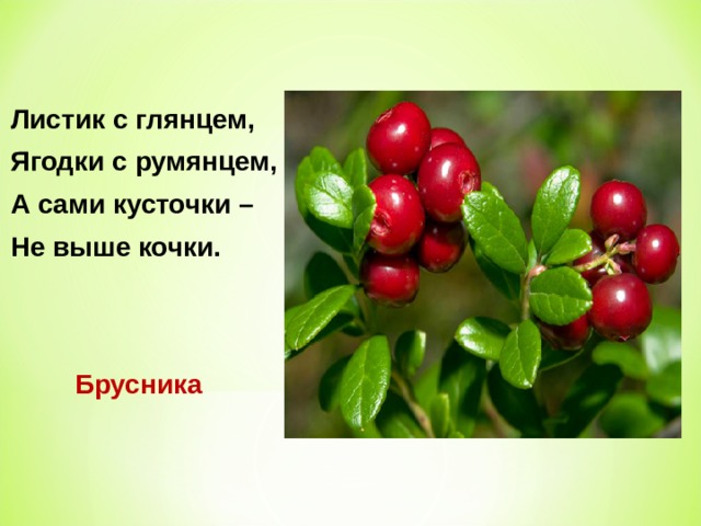 Листик с глянцем, Ягодки с румянцем, А сами кусточки – Не выше кочки. Брусника 