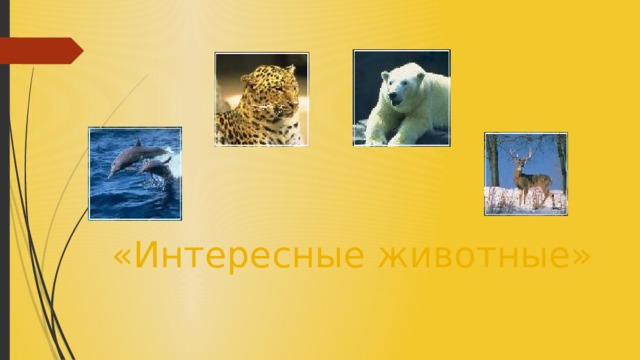 «Интересные животные» 