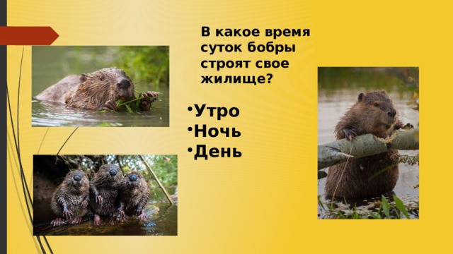 В какое время суток бобры строят свое жилище? Утро Ночь День 