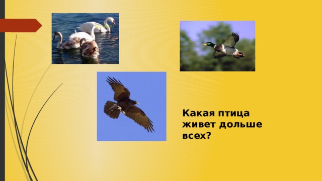 Какая птица живет дольше всех? 