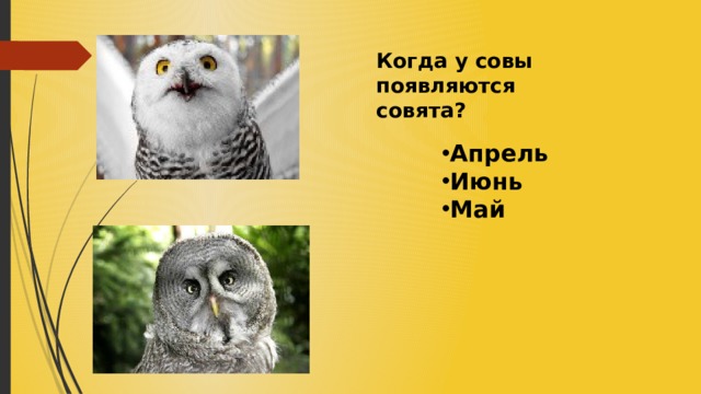 Когда у совы появляются совята? Апрель Июнь Май 