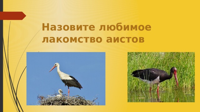 Назовите любимое лакомство аистов 