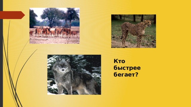Кто быстрее бегает? 