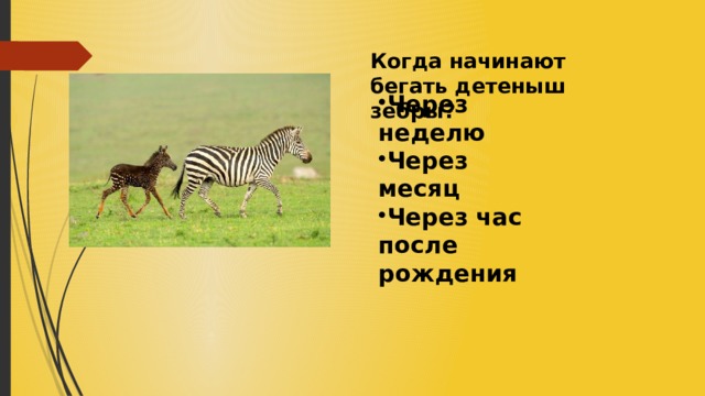 Когда начинают бегать детеныш зебры? Через неделю Через месяц Через час после рождения 