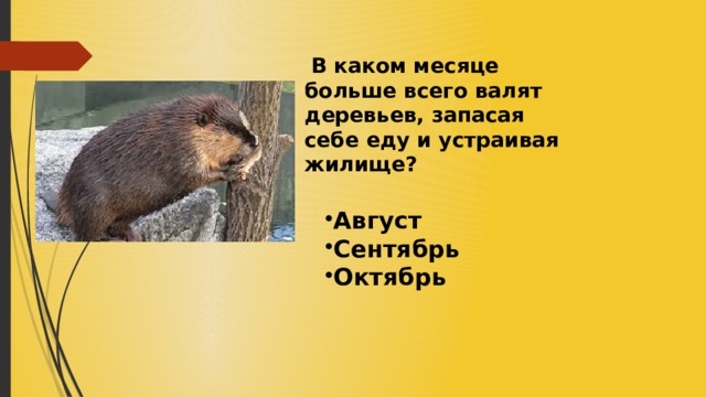  В каком месяце больше всего валят деревьев, запасая себе еду и устраивая жилище? Август Сентябрь Октябрь 