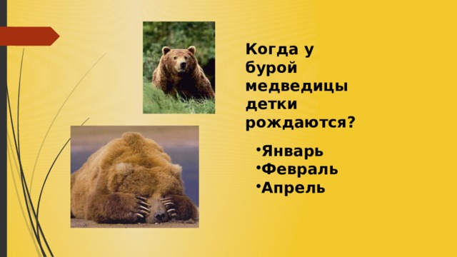 Когда у бурой медведицы детки рождаются? Январь Февраль Апрель 
