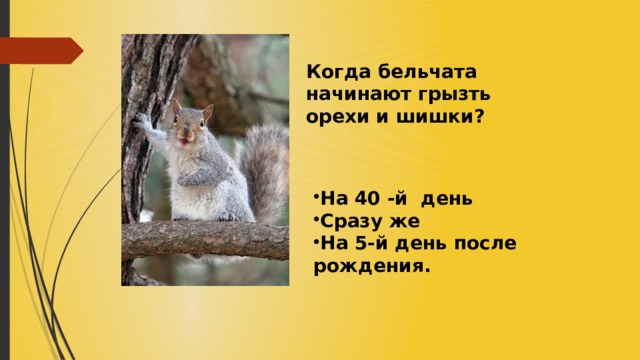 Когда бельчата начинают грызть орехи и шишки? На 40 -й день Сразу же На 5-й день после рождения. 