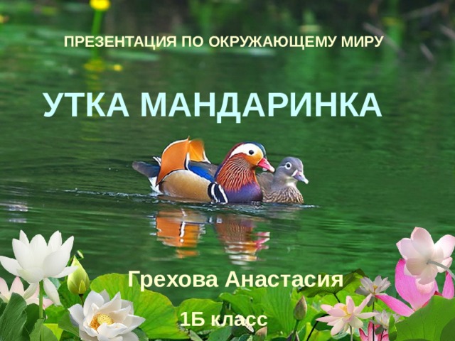 ПРЕЗЕНТАЦИЯ ПО ОКРУЖАЮЩЕМУ МИРУ УТКА МАНДАРИНКА Грехова Анастасия 1Б класс 