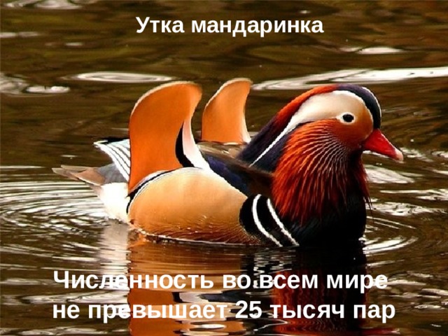 Утка мандаринка Численность во всем мире не превышает 25 тысяч пар 