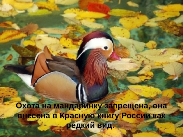 Охота на мандаринку запрещена, она внесена в Красную книгу России как редкий вид. 
