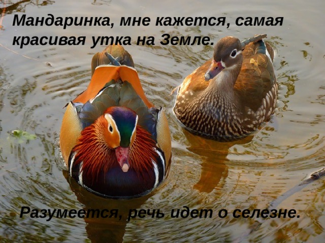 Мандаринка, мне кажется, самая красивая утка на Земле.  Разумеется, речь идет о селезне. 