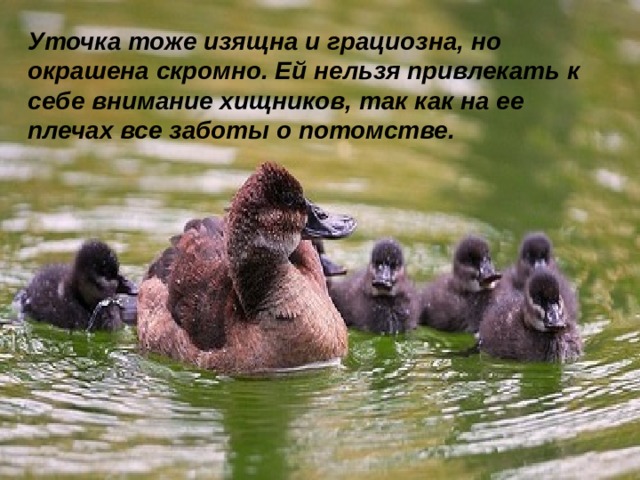 Уточка тоже изящна и грациозна, но окрашена скромно. Ей нельзя привлекать к себе внимание хищников, так как на ее плечах все заботы о потомстве. 