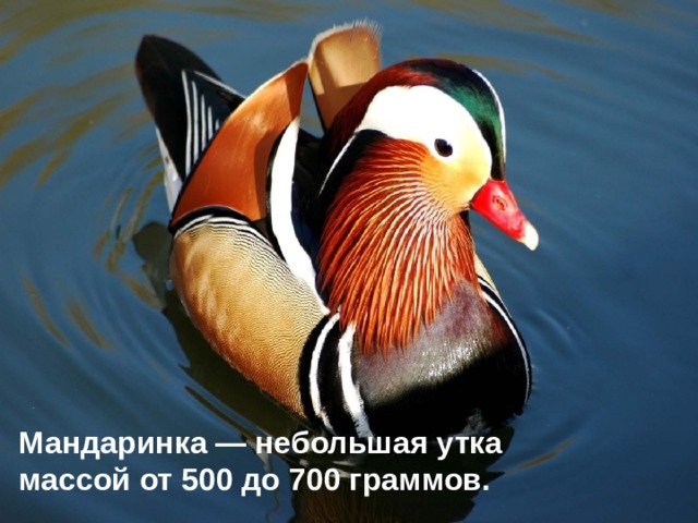 Мандаринка — небольшая утка массой от 500 до 700 граммов. 