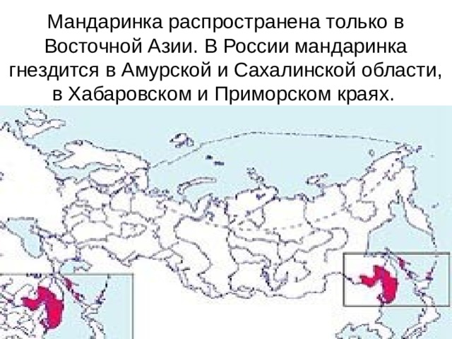 Мандаринка распространена только в Восточной Азии. В России мандаринка гнездится в Амурской и Сахалинской области, в Хабаровском и Приморском краях.  