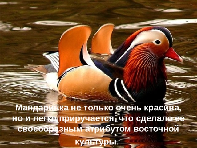 Мандаринка не только очень красива, но и легко приручается, что сделало ее своеобразным атрибутом восточной культуры .  
